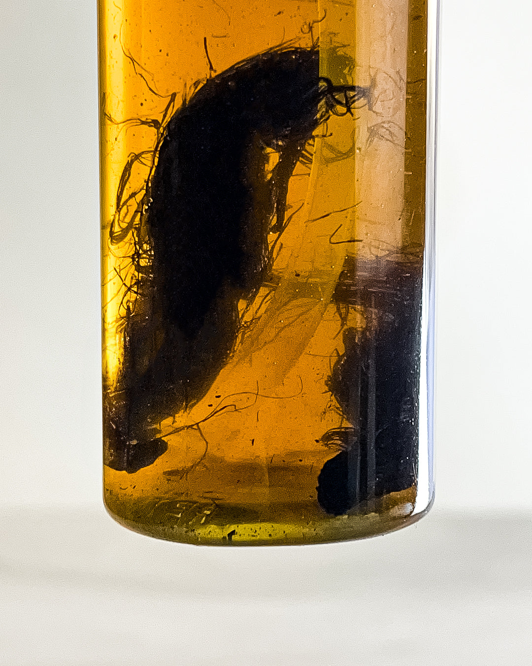 Ibbanano Organic Hair Oil – 400ml (Free Organic Shampoo Included)